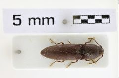 Foto (Dorsalansicht) von Silesis formicans (NHMW-ZOO-COL-0008848)